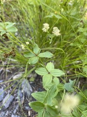 Galium oreganum