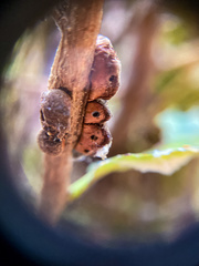 Disholandricus chrysolepidis