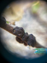 Disholandricus chrysolepidis