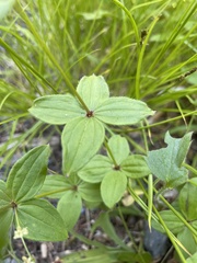 Galium oreganum