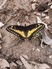 Papilio polyxenes americus