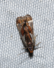 Dichomeris ochripalpella