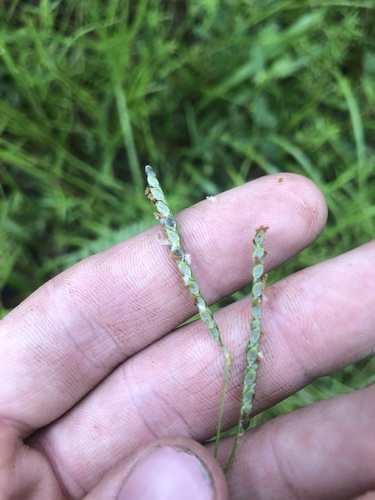 Brunswickgrass (Paspalum nicorae)