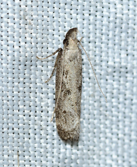 Dichomeris inversella