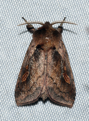 Bellura densa