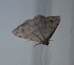 Lepidoptera