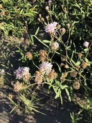 Palafoxia lindenii
