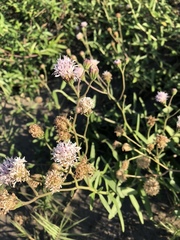 Palafoxia lindenii