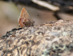 Callophrys mossii