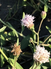 Palafoxia lindenii