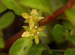 Ludwigia repens