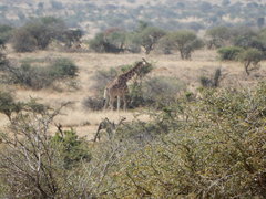 Giraffa camelopardalis reticulata