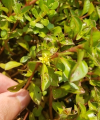 Ludwigia repens