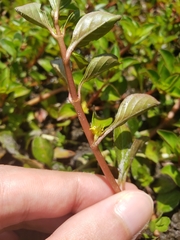 Ludwigia repens