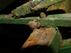 Cophyla noromalalae