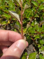 Ludwigia repens