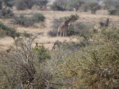 Giraffa camelopardalis reticulata
