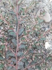 Euphorbia maculata