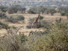 Giraffa camelopardalis reticulata