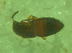 Gyrophaenina