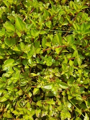 Ludwigia repens