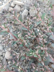 Euphorbia maculata