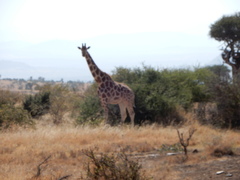 Giraffa camelopardalis reticulata