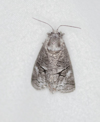 Cossinae
