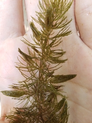 Ceratophyllum demersum