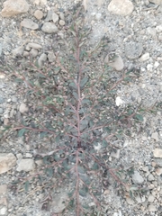 Euphorbia maculata