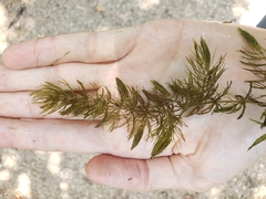 Ceratophyllum demersum