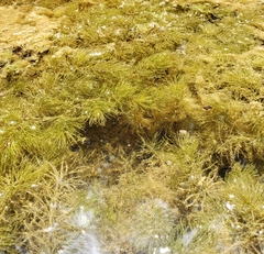 Ceratophyllum demersum
