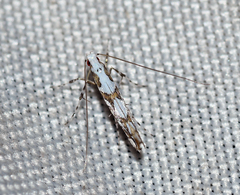 Acrocercops albinatella