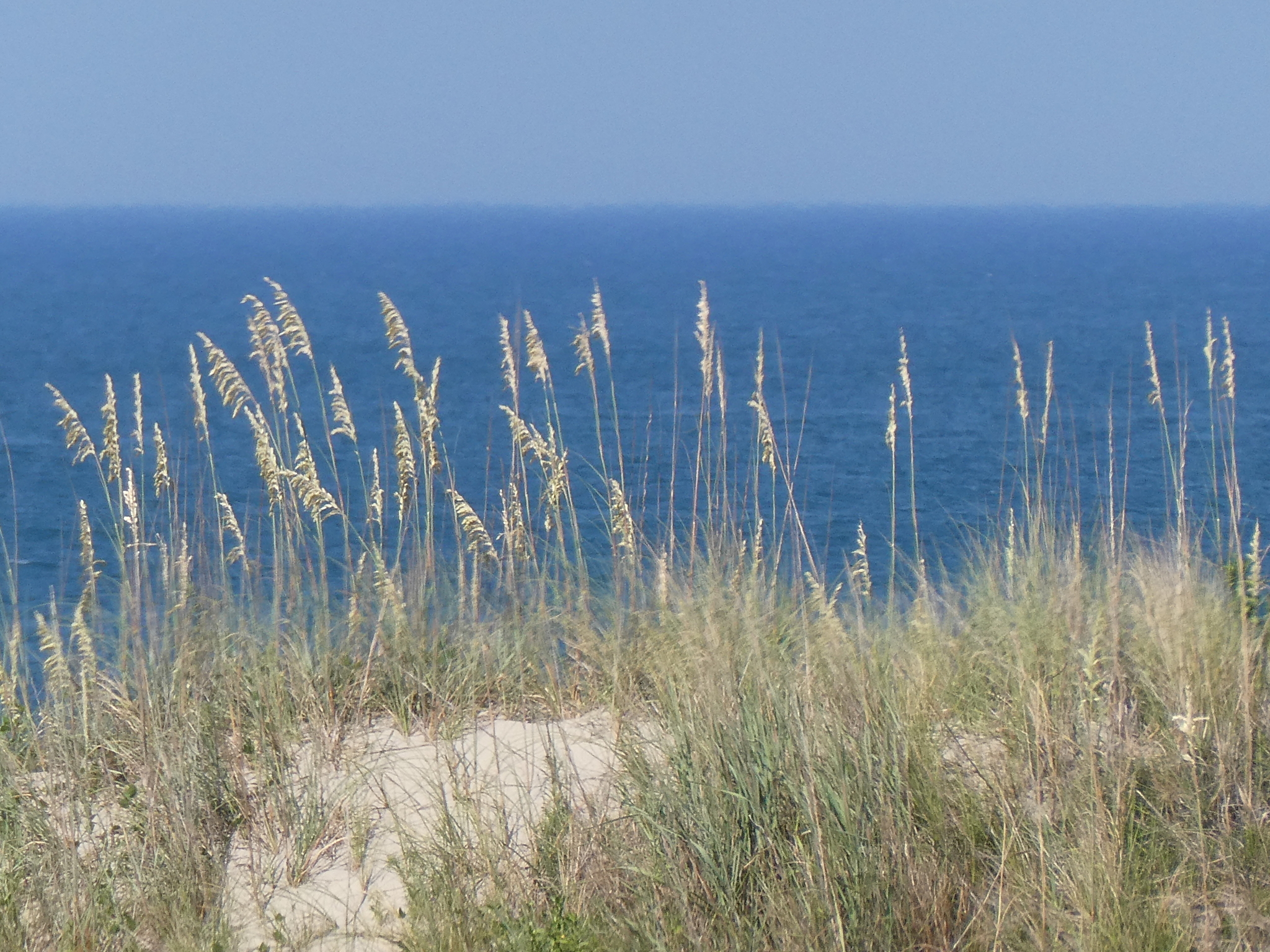 Uniola paniculata