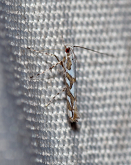 Acrocercops albinatella
