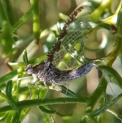 Callibaetis ferrugineus ferrugineus