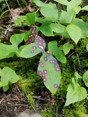 Cystiphora canadensis