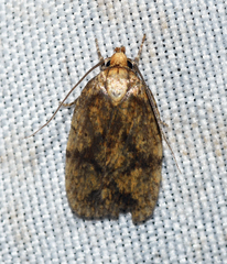 Agonopterix robiniella