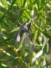 Callibaetis ferrugineus ferrugineus