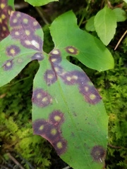 Cystiphora canadensis