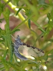 Callibaetis ferrugineus ferrugineus