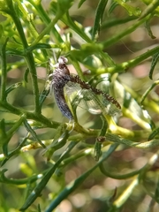 Callibaetis ferrugineus ferrugineus