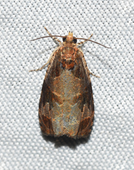 Olethreutes footiana