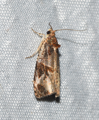 Olethreutes footiana