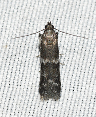Eurythmia angulella