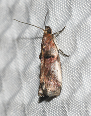 Acrobasis normella