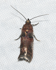 Acrobasis normella