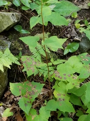 Cystiphora canadensis