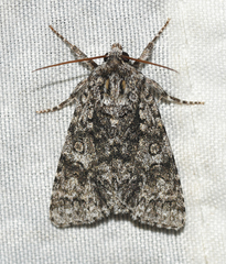 Acronicta impressa