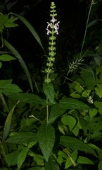 Stachys iltisii